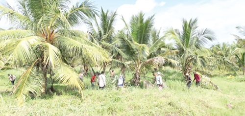 Some students working on the coconut plantation of All Nations University Some students working on the coconut plantation of All Nations University