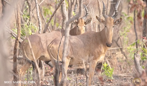 Some antelopes at the park 
