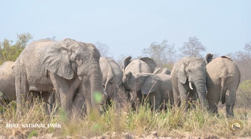 A herd of elephants at the park