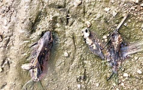 Some of the dead fishes discovered during the investigation