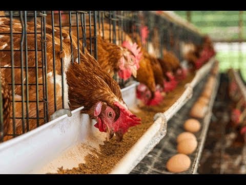 Let’s save the poultry industry