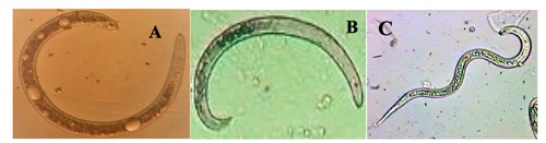 (A) Yam tuber galls caused by nematodes; (B) Yam tuber cracks caused by nematodes, (C) Severely galled yam tuber by nematodes. Picture: Nematology Lab, CSIR-Crops Research Institute, Kumasi 