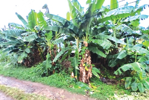 Plantain farm at the Ghana Senior High School in Koforidua Plantain farm at the Ghana Senior High School in Koforidua