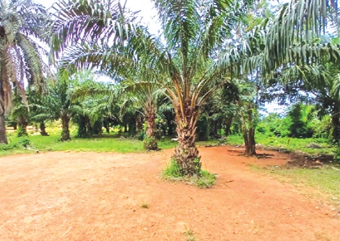 Oil Palm farm at the Koforidua Technical Senior High School Oil Palm farm at the Koforidua Technical Senior High School