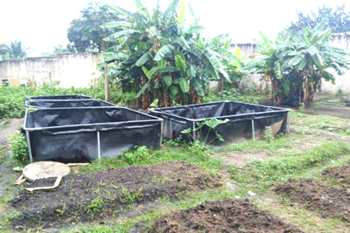 A nursery at the Koforidua Prisons farm