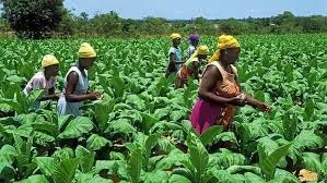 Ghana’s job crisis demands rethink of agricultural sector