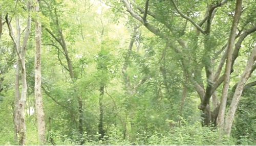 The forest that hosts the Maltiti Shrine 