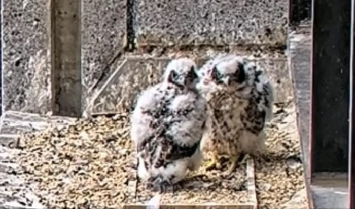 The peregrine chicks are expected to fledge any day now