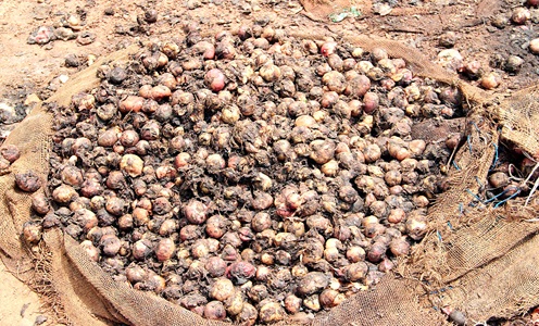 Bulbs of onions left rotten at Adjen Kotoku. Pictures: ERNEST KODZI 