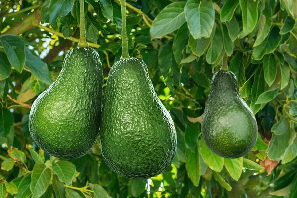 65% of adult Ghanaians cannot afford healthy diets