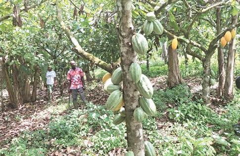 Some farmers working on Mary Bampo’s cocoa farm at Kyebi-Potroase in the Eastern Region