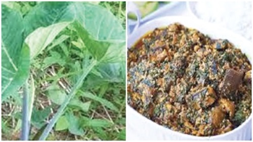 Fresh kontommire, cocoyam. Could this be contaminated?