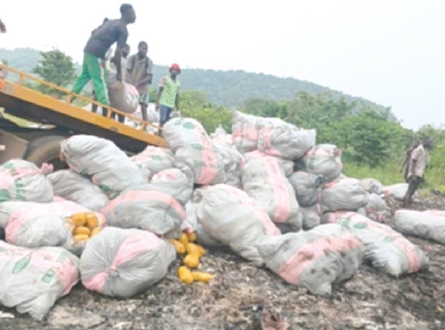 The cannabiss being destroyed
