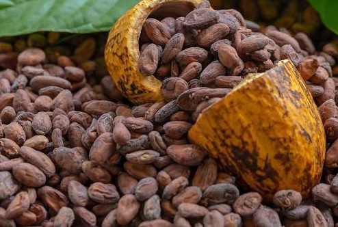 EU cautions Ghana, Côte d’Ivoire to reform cocoa sectors or risk losing global market share