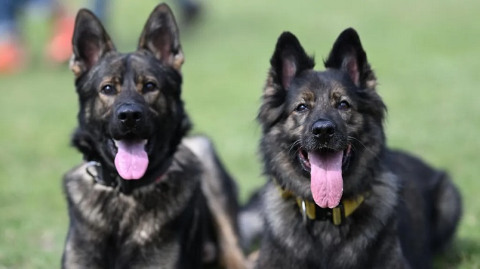 The German Shepherds are said to have been stolen along other State House properties (file photo)