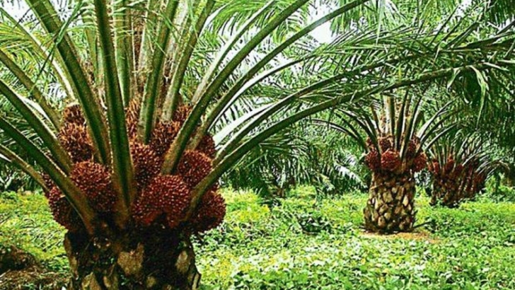 TCDA, World Bank begin intensive scoping mission to boost oil palm sector