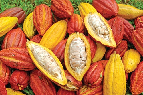 Ghana's fixed producer price protects farmers when world prices fall, but it stifles gains when they rise. 