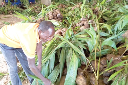 Enoch Nkpe, a farmer at Jema, picking up his seedlings after the distribution  Enoch Nkpe, a farmer at Jema, picking up his seedlings after the distribution