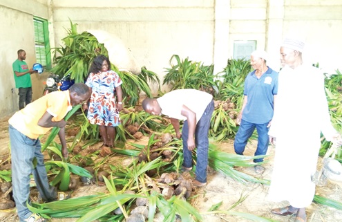 Some beneficiary farmers busily picking their seedlings  Some beneficiary farmers busily picking their seedlings