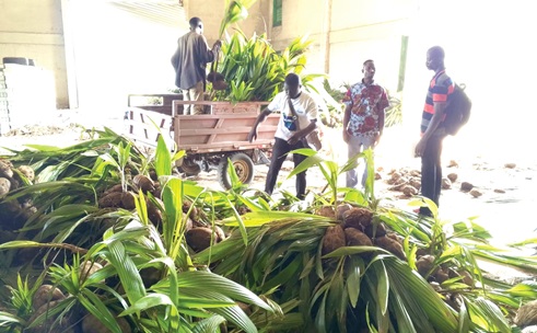 Some beneficiaries loading the seedlings onto a tricycle to be transported to their farms  Some beneficiaries loading the seedlings onto a tricycle to be transported to their farms