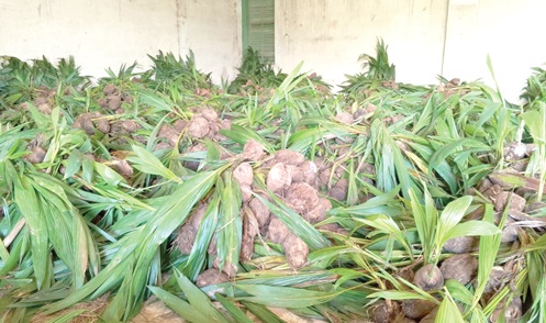 Some of the coconut seedlings  Some of the coconut seedlings