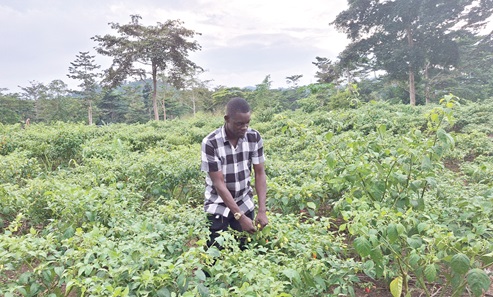 Collins Akonnor, Chairman of Atewa Hotspot Intervention Area in the Eastern Region,  in one of the pepper farms he established with support from funds received from the Ghana Cocoa Forest REDD+ programme Collins Akonnor, Chairman of Atewa Hotspot Intervention Area in the Eastern Region,  in one of the pepper farms he established with support from funds received from the Ghana Cocoa Forest REDD+ programme