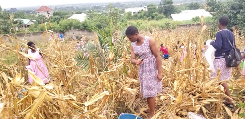 The students harvesting maize from the farm