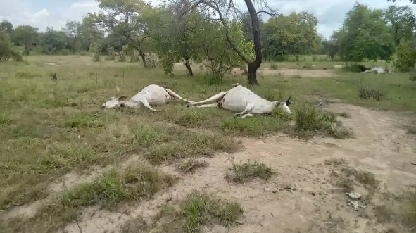 Carcasses of cattle that died under suspicious circumstances Carcasses of cattle that died under suspicious circumstances