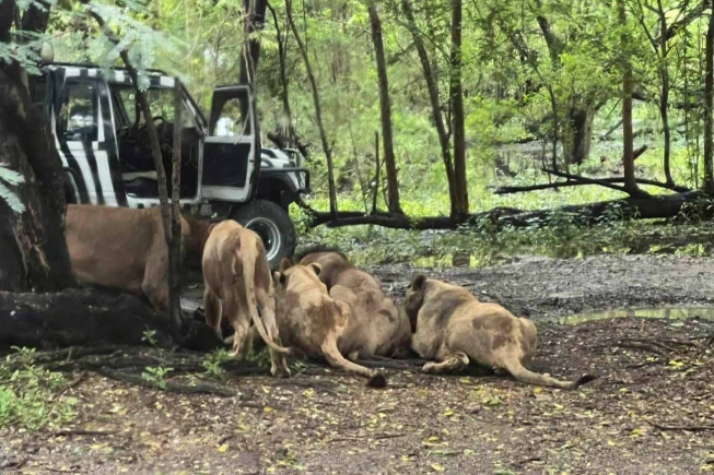 Zookeeper killed by lions in front of visitors at Thai zoo after breaking safety rules