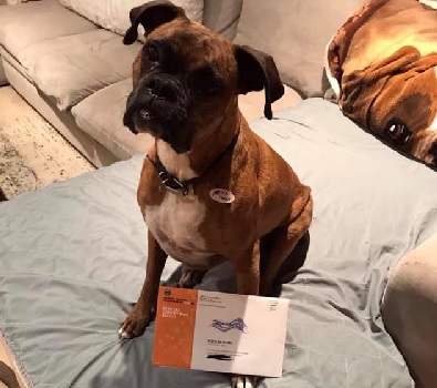 Orange County woman registered dog to vote Orange County woman registered dog to vote