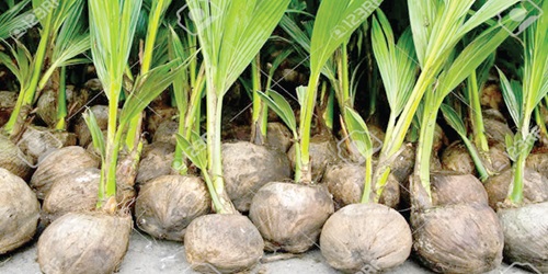 Coconut seddllings Coconut seddllings