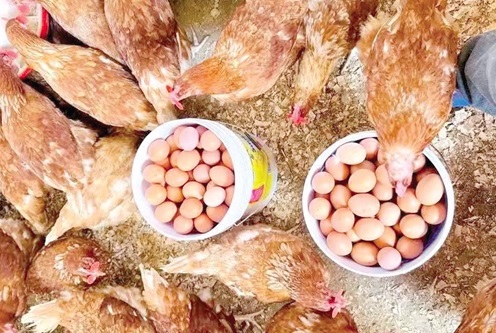 Poultry birds with eggs