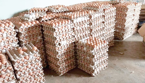 Trays of eggs ready to be transported Trays of eggs ready to be transported