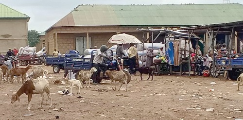 Some of the stray animals at the market