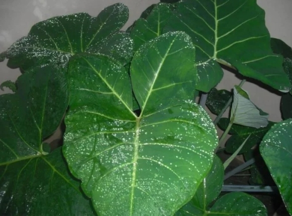 Galamsey Legacy: Kontomire—From blood-tonic provider to silent killer 