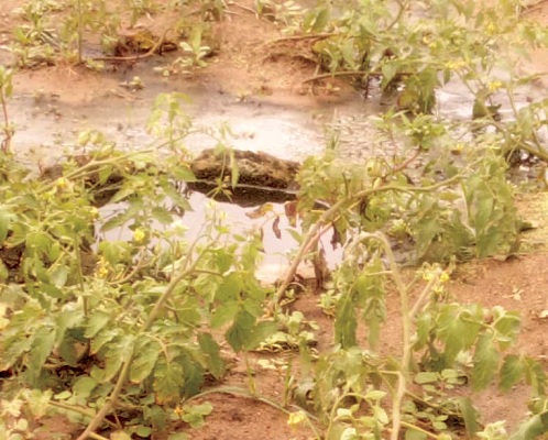 Some of the damaged tomato fields at Anloga