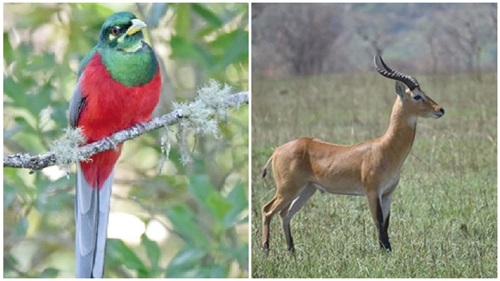 A bird and an antelope in the reserve