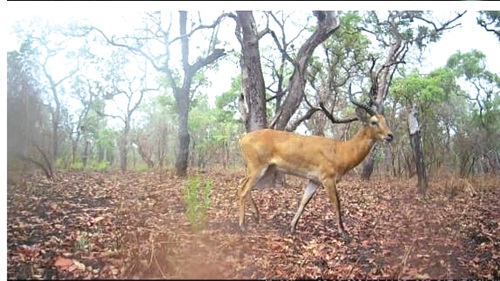 An antelope at the Digya National Park