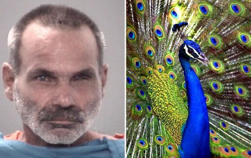 Man arrested after allegedly killing, cooking, and eating two of his pet peacocks