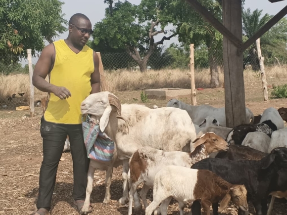 How growing pasture is transforming livestock production and reducing herdsmen in Kpandai 
