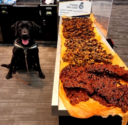 Sniffer Dog intercepts 40kg of undeclared meat from Nigerian traveller at Toronto Airport