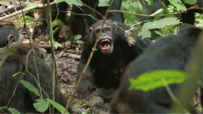 This shows adult male chimpanzees of one group attacking a male chimpanzee of another group in 2019