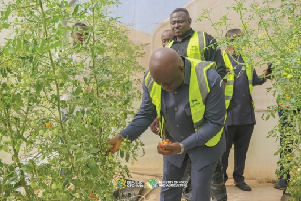 Making Ghana tomatoes self-sufficient • Maphlix Farm to the rescue