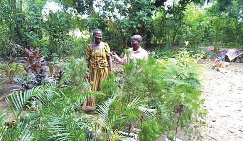 Emanuel Tawia Agbebianu (right), acting Volta Regional Director of Parks and Gardens, inspecting some seedlings of the department in Ho