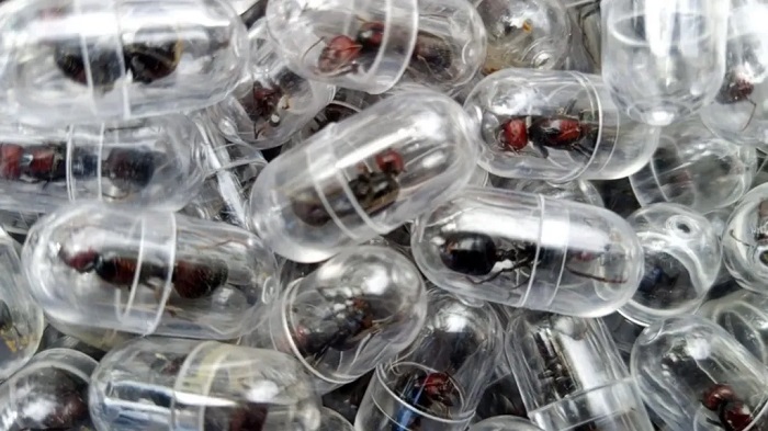 The man was found with a large consignment of live ants in his luggage bound for China in March