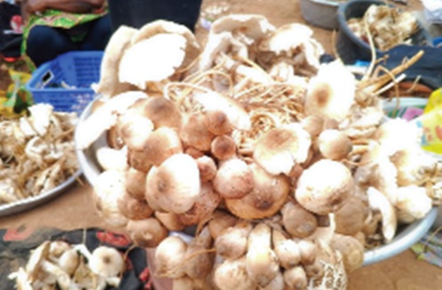Freshly harvested wild mushrooms displayed for sale at the busy Wenchi Roundabout