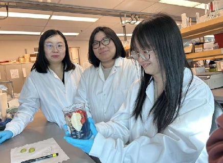 From left to right: Dr Tianxi Yang with student researchers Ivy Chiu and Ling Guo