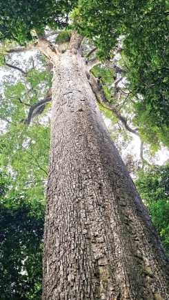 The Big Tree - A living monument in Ghana