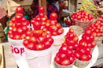 With the right support for research in the development of tomato seeds, Ghana can be self-sufficient