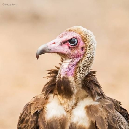 The vulture of silence - Kurom Ayɛ Dinn - Occasional Kwatriot Kwesi Yankah writes 